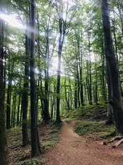 path in the forest