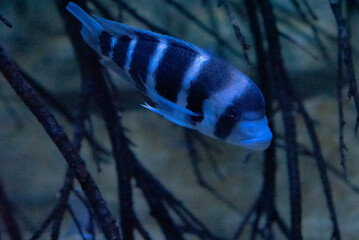 Fisch im Aquarium