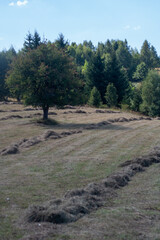 Agricultural field in the mountains on a sunny day