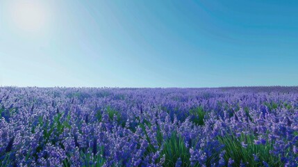 Naklejka premium A field of lavender in full bloom under a clear blue sky.