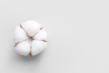 Cotton flower on white background