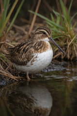 Fototapeta premium Wilson's Snipe by the Water
