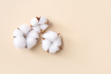 Cotton flowers on beige background