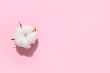 Cotton flower on pink background
