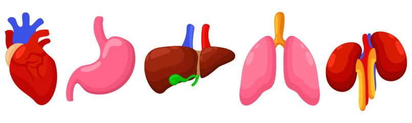 Human internal organs. Heart, stomach, liver, lungs, kidneys. Vector set isolated on white background