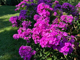Obraz premium Pink phlox flowers in garden
