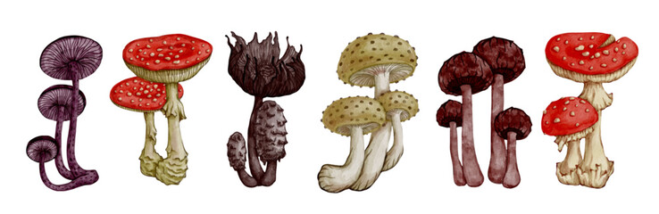 Collection of colorful forest mushrooms, toadstools, fly agarics. Ornamental wild plants. Vector graphics.