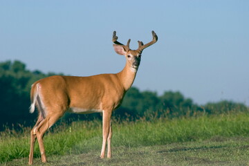 Male deer in Pennsylvania