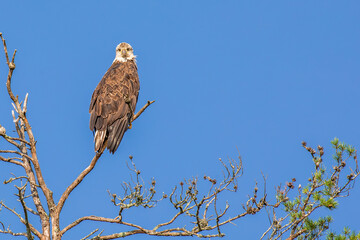 Bald Eagle (Haliaeetus leucocephalus) immature, in dead tree with a blue sky