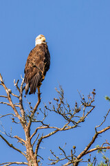 Bald Eagle (Haliaeetus leucocephalus) immature, in dead tree with a blue sky