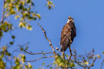 Bald Eagle (Haliaeetus leucocephalus) immature, in dead tree with a blue sky