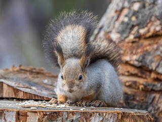 A squirrel sits on a stump and eats nuts in autumn.