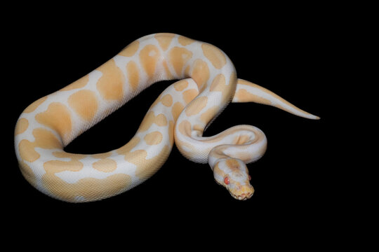 Albino Ball Python