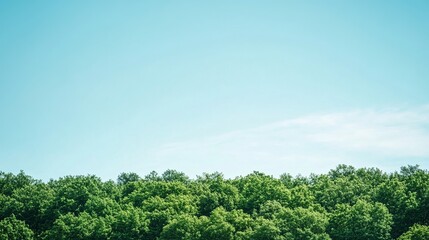 Obraz premium Lush Green Forest with Clear Blue Sky - Nature Wallpaper