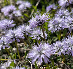 Fototapeta premium Herzblättrige Kugelblume (Gobularia)