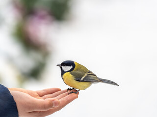 Naklejka premium A tit sits on a man's hand and eats seeds.