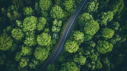 Winding road through a dense forest captured from above
