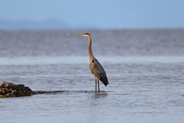 great blue heron Ardea herodias