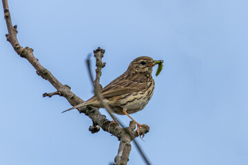 Meadow Pipit (Anthus pratensis) on Bull Island, Clontarf, Dublin, Ireland