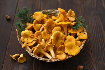 harvest of chanterelle mushrooms in a basket on the table