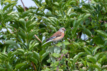 Male Linnet (Linaria cannabina) on Bull Island, Dublin, Ireland