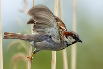 Male House Sparrow (Passer domesticus) in Father Collins Park, Dublin, Ireland
