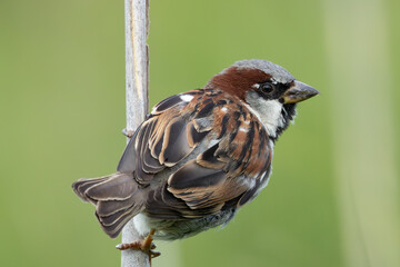 Male House Sparrow (Passer domesticus) in Father Collins Park, Dublin, Ireland