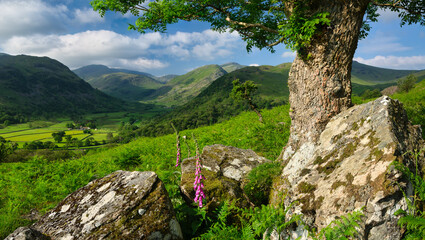 Foxgloves Ferns and Rocks