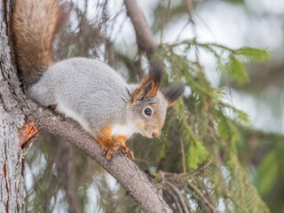 The squirrel with nut sits on tree in the winter or late autumn