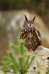 Owl in autumn. Eagle owl, Bubo bubo, perched on stone in colorful autumn forest. Beautiful large owl with orange eyes. Bird of prey in natural habitat. Wildlife nature. Mountains area. Mixed forest.