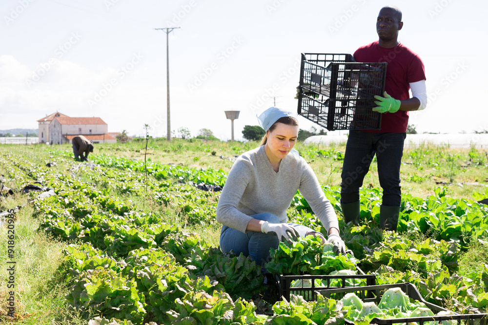 Wall mural Men and woman gardeners picking harvest of cabbage in sunny garden