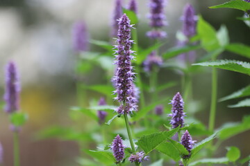 Agastache rugosa, korean mint in garden. Close up.