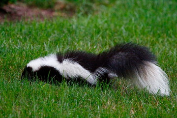 Striped Skunk Rooting for Insects in a Suburban Yard