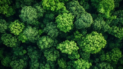 Naklejka premium An aerial view of a dense forest, showing a lush canopy of green leaves.