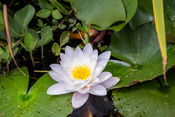 White water llily or Nymphaeaceae in a pond in summer, close up