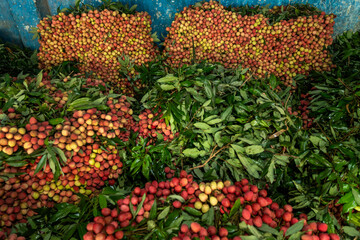 Ripe lychees, ready for sale at the market. Vibrant colors and juicy sweetness of this tropical delight, straight from the orchard to your table. Lychee, Litchi, Lichee, fruit