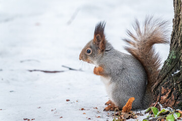 Portrait of a squirrel in winter on white snow background