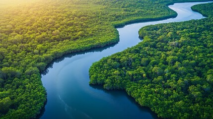 Aerial view of a winding river flowing through a lush green mangrove forest. The water is a beautiful shade of blue, and the trees are dense and vibrant.