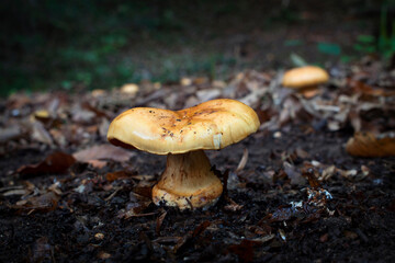 Wild mushrooms growing in the forest. Lactarius