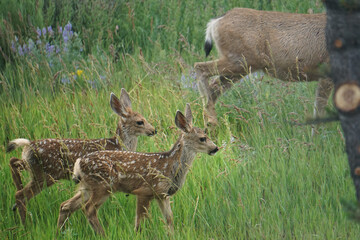 Deer.  Two fawns and a mother.