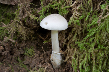 Wild mushrooms growing in the forest. Mushroom (fungi) family of amanitopsis