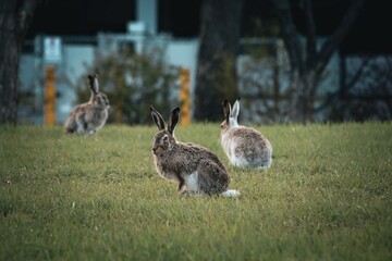 Wild hares run across a meadow in a park, Canada.






