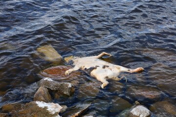 A dead raccoon floats in Wascana Lake, Regina, Saskatchewan.







