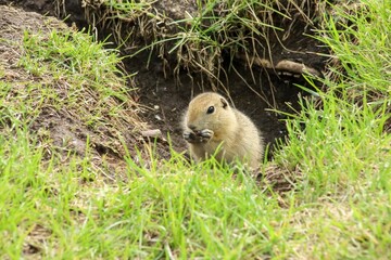 A Canadian gopher climbs out of its burrow under a tree. Rodents in the wild