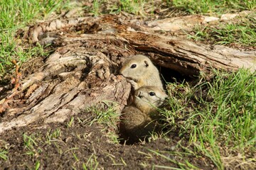 A Canadian gopher climbs out of its burrow under a tree. Rodents in the wild