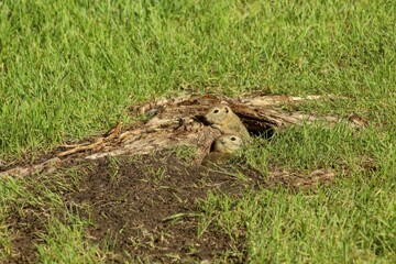 A Canadian gopher climbs out of its burrow under a tree. Rodents in the wild