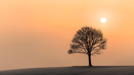 Fototapeta premium A tree stands alone in a field at sunset