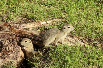A Canadian gopher climbs out of its burrow under a tree. Rodents in the wild