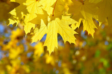 Autumn colored leaves on tree branches in the park.