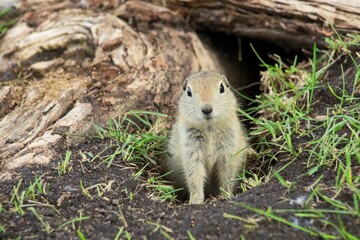 A Canadian gopher climbs out of its burrow under a tree. Rodents in the wild